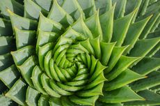 Aloe Plant With Spiraling Leaves