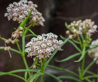Milkweed with white blooms