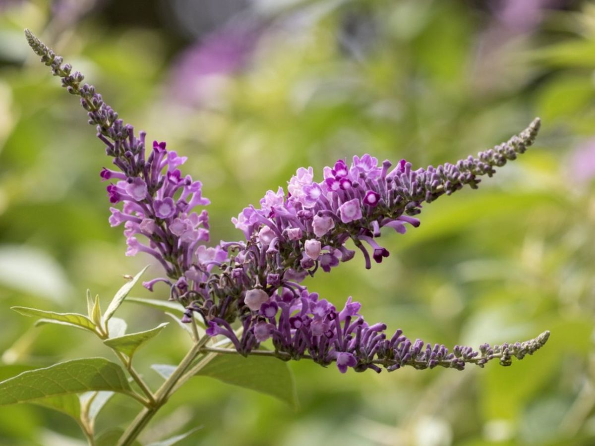 Buddleia Leaf Spot What Causes Brown Spots On Butterfly Bush Leaves Gardening Know How