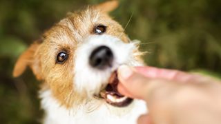 Dog being fed a treat