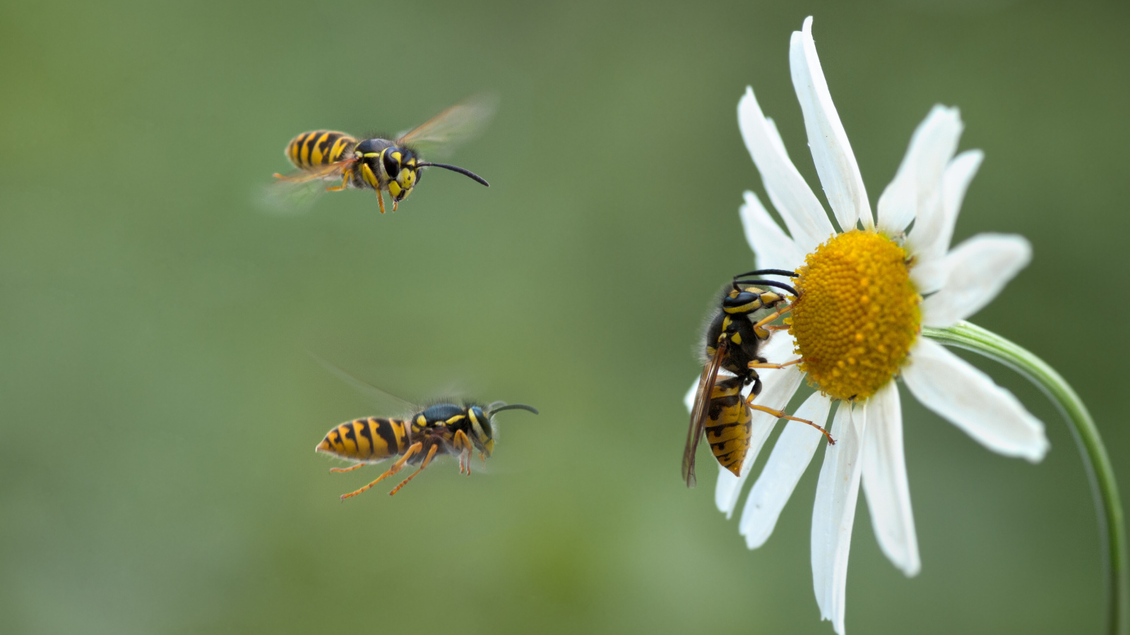 Wasps flying towards and landing on a white flower