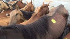 Horse-Slaughter-in-North-America61.jpg
