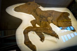 The mummified caribou was found in a volcanic ash bed that dates to approximately 80,000 years ago.