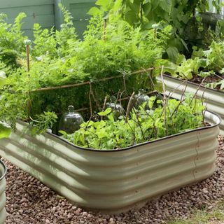 Asim Metal Raised Garden Bed in sage green used to grow vegetables