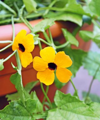 Thunbergia alata trailing down the side of a patio pot