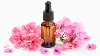 Home remedies for fleas on dogs - rose geranium oil