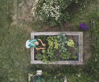 A woman gardening in a raised bed viewed from above