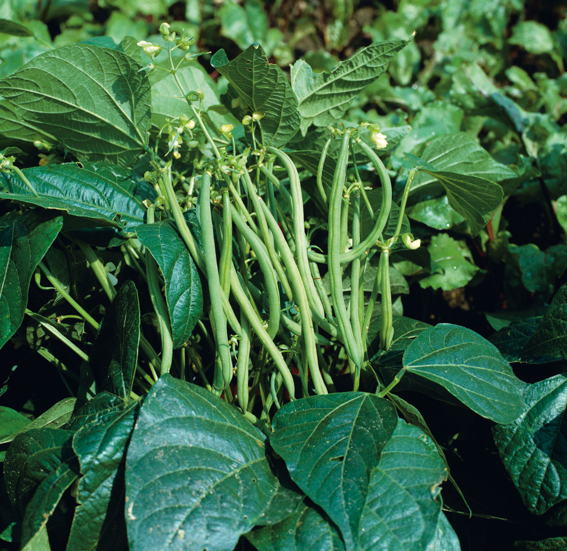 How To Grow French Beans Homes And Gardens