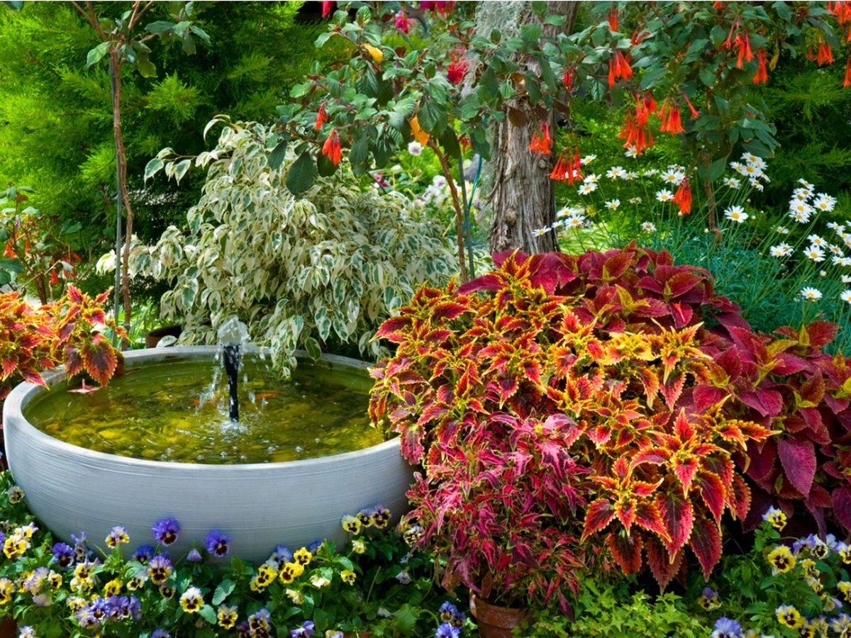 Best Annuals For Shade 10 Amazing Annuals For Shade Gardens