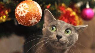 A grey cat eyeing up a bauble decoration