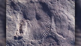 Impressions of the extinct Ediacaran fossils Dickinsonia (left) and the related but rare form Andiva (right), from South Australia's Nilpena Ediacara National Park.
