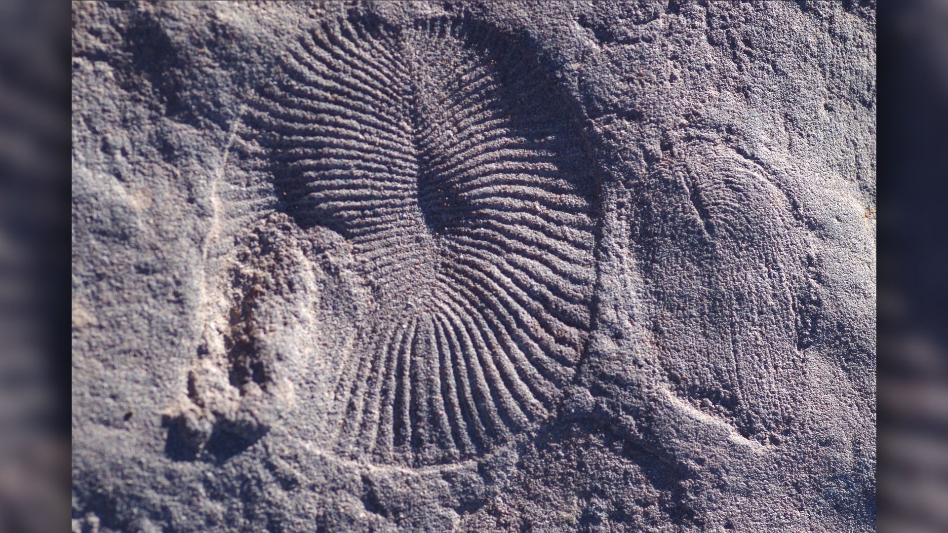 Los científicos acaban de encontrar una sexta extinción masiva escondida en el pasado antiguo de la Tierra