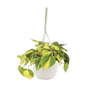 LiveTrends Autumn White- Philodendron Brasil House Plant in 4-in Hanging Basket