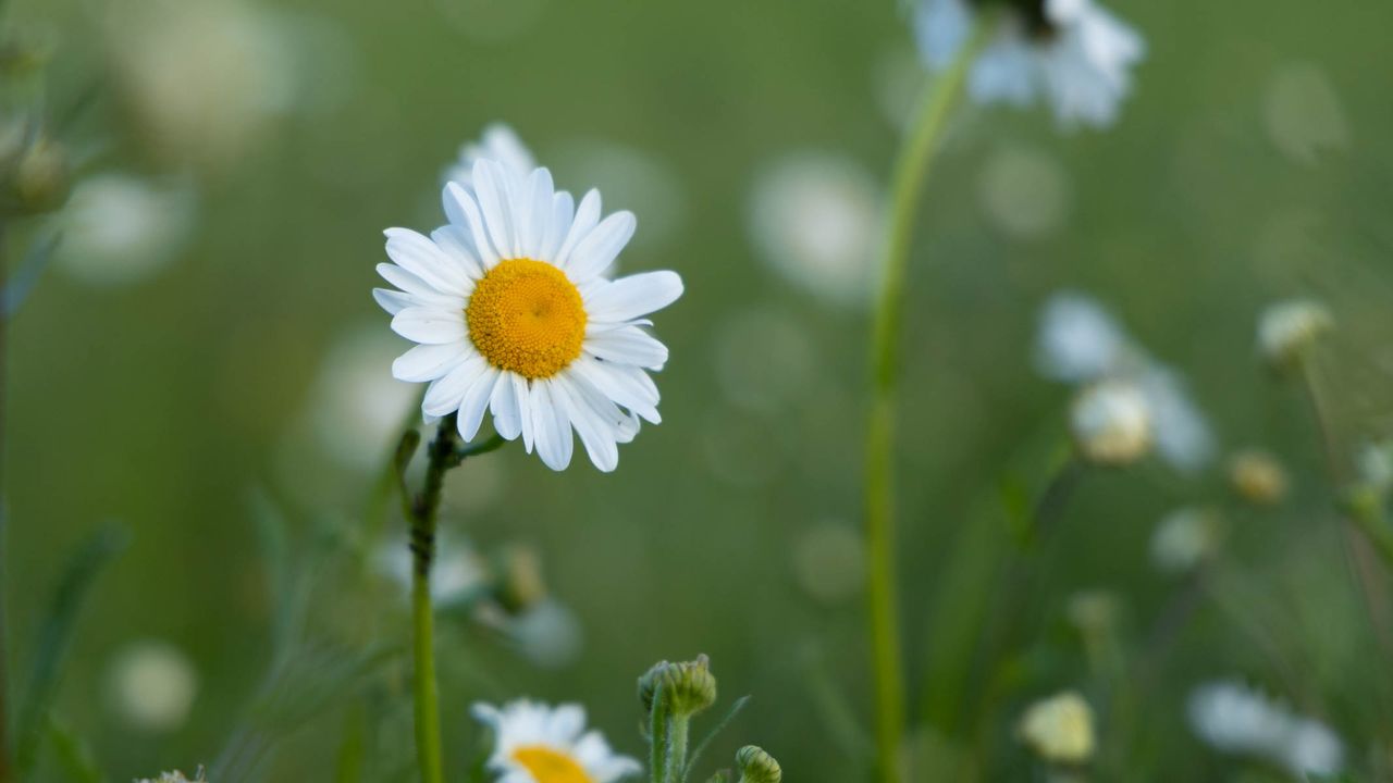 Close-up of an ox eye daisy