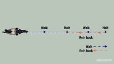 Diagram of horse training exercise showing walk, halt and rein-back
