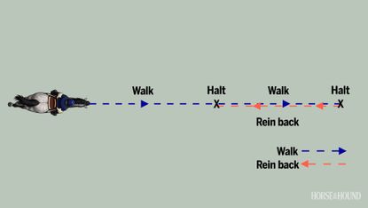 Diagram of horse training exercise showing walk, halt and rein-back