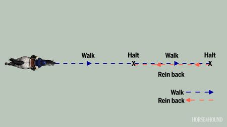Diagram of horse training exercise showing walk, halt and rein-back