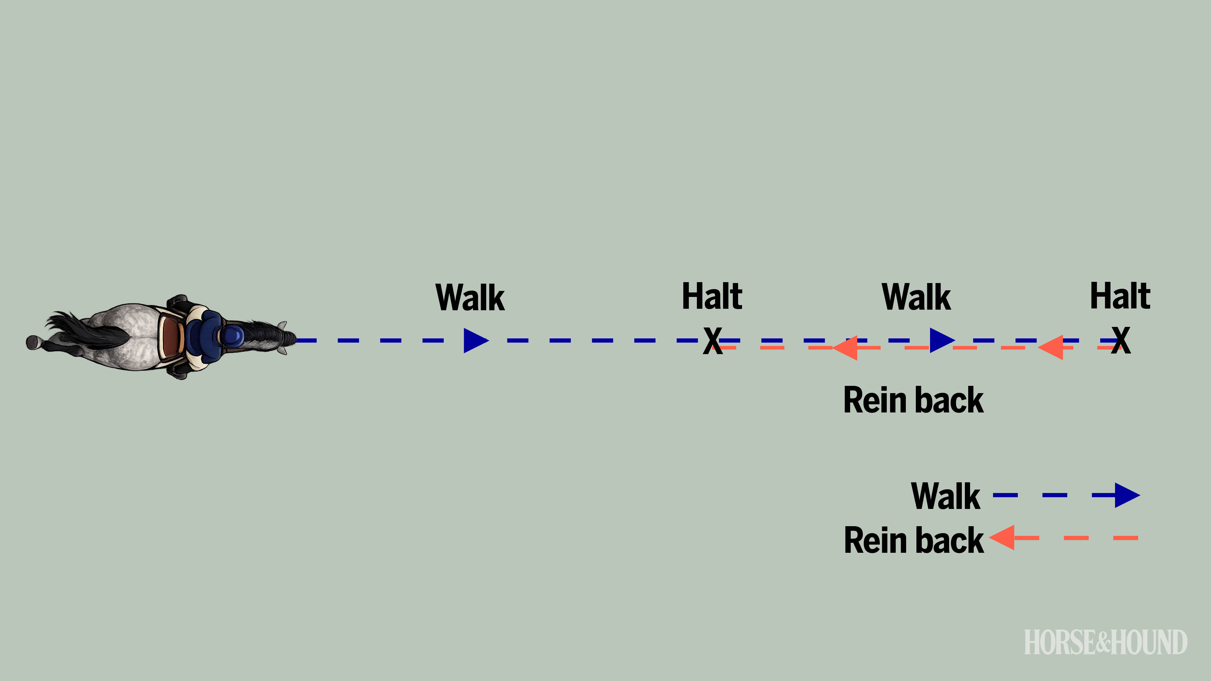 Diagram of horse training exercise showing walk, halt and rein-back
