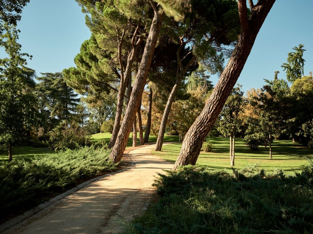 Several large pine trees growing on either side of a dirt path, all leaning to the right