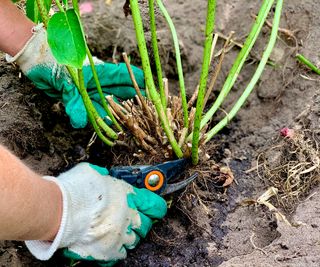 making hydrangea cuttings from pruning in winter