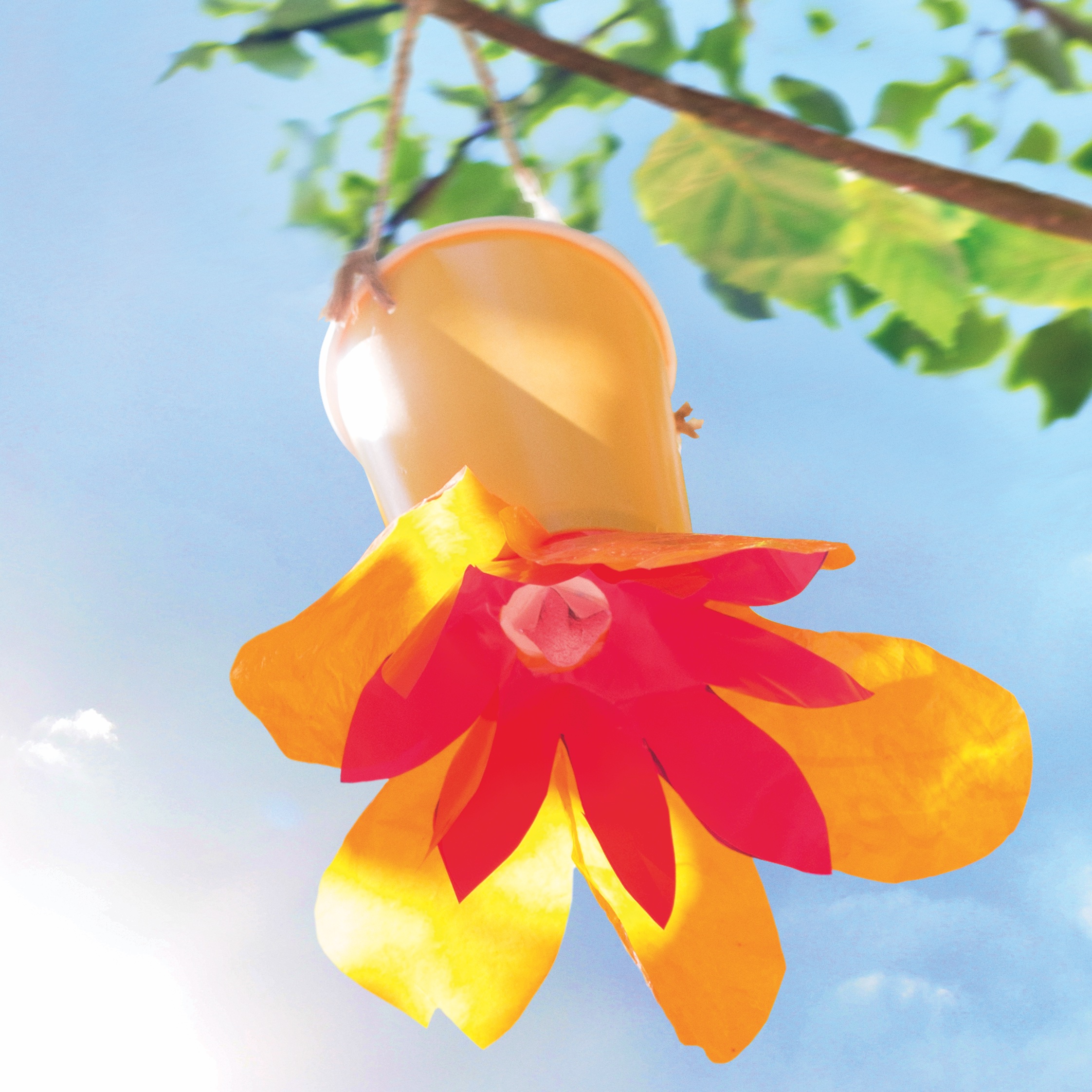 Butterfly feeder