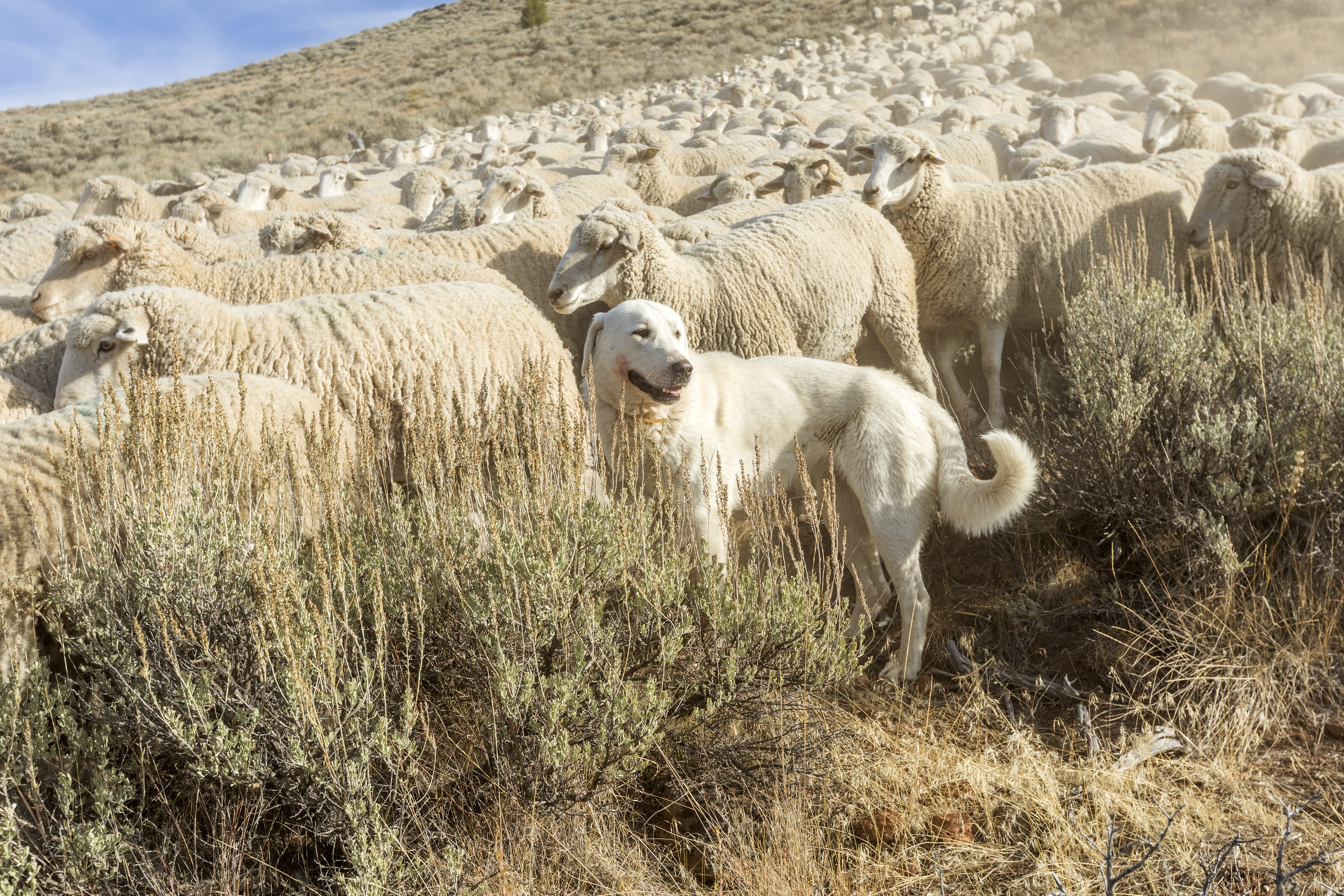 Great Pyrenees dog guarding sheep