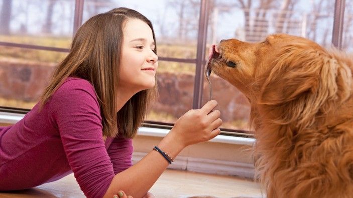 A teenage girl feeding a golden retriever peanut butter from a spoon