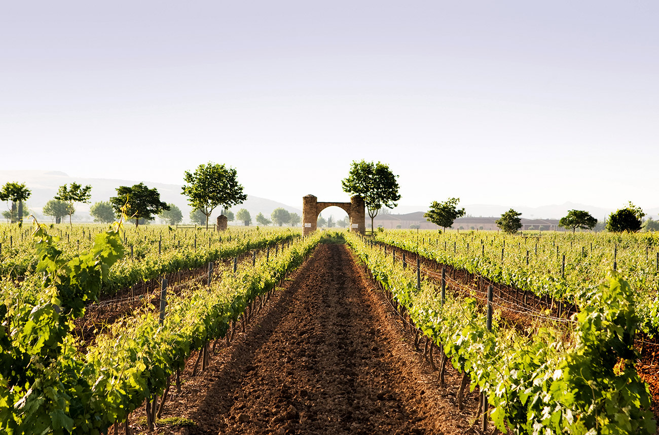 Baron de Ley Finca Monasterio vineyard