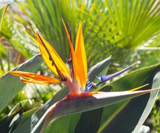 Bird of Paradise plant
