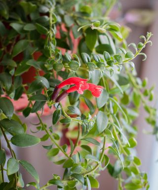 closeup of lipstick plant hanging in pot