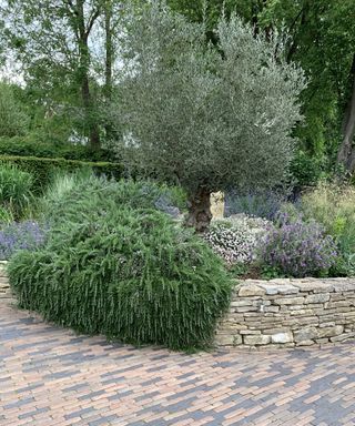 large olive tree in bed with other plants including lavender