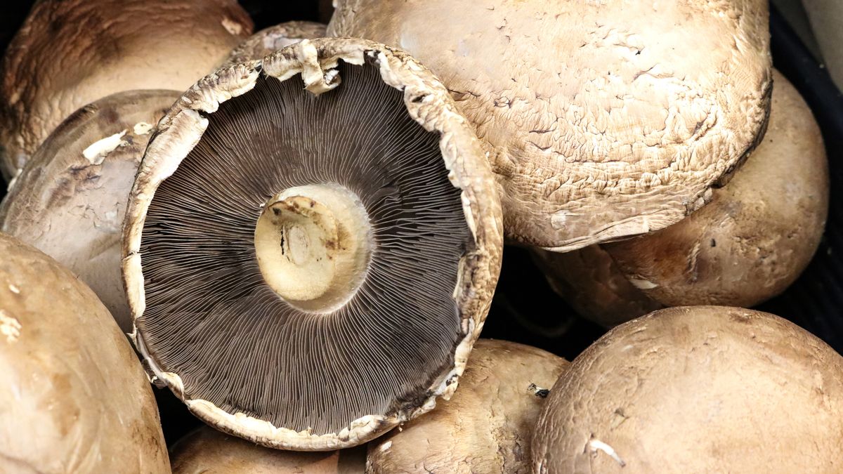 Pile of Portabello mushrooms