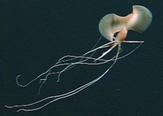 A remotely operated vehicle (ROV) caught sight of this bizarre squid swimming placidly along 11,100 feet (3,380 m) down, off the coast of Oahu. Known as the bigfin squid, the creatures were only discovered about a decade ago, and much about them remains mysterious. This animal was estimated to be 13 to 16 feet (4 to 5 m.) in length.