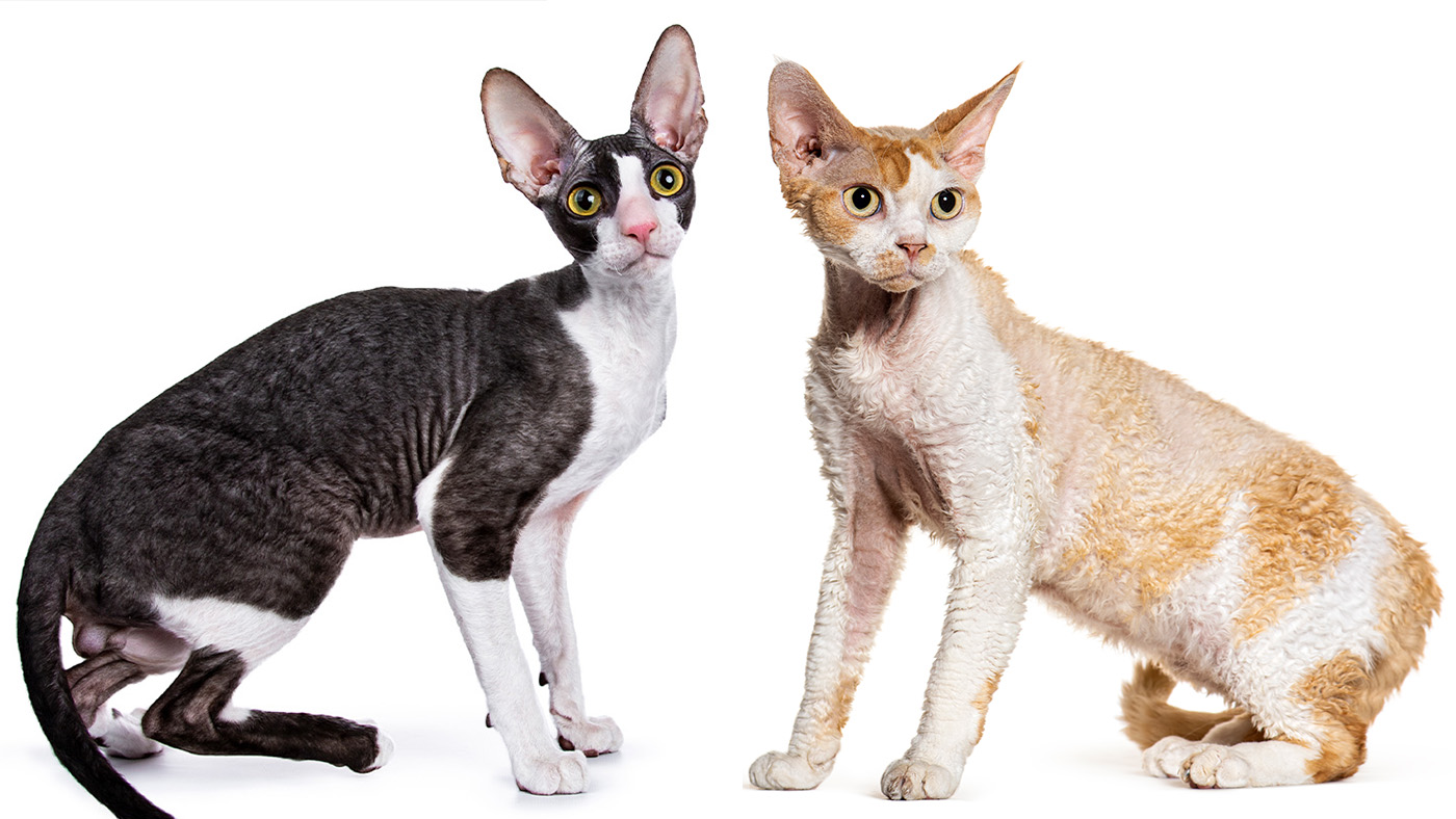 Cornish Rex vs Devon Rex on while background