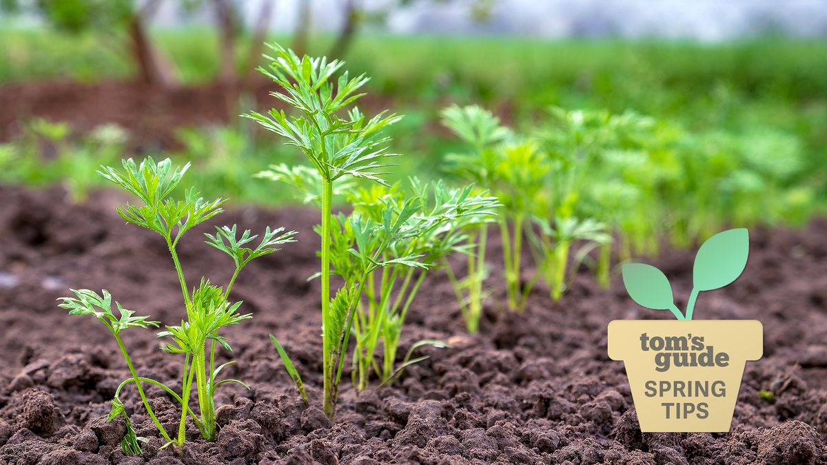 Carrots growing in soil with Tom&#039;s Guide Spring Tips logo