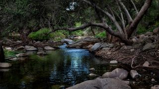 Creek in Escondido, California, flowing under overhanging trees