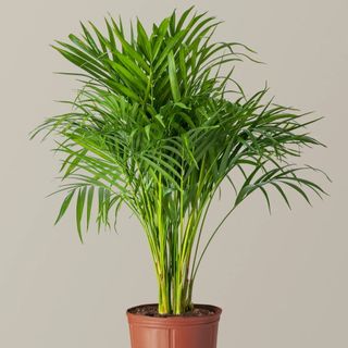 The Sill areca palm