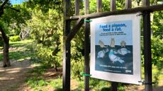 A sign in Queens, New York, warning people about rats.