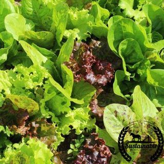 Lettuce Seeds - Fall & Winter Mix