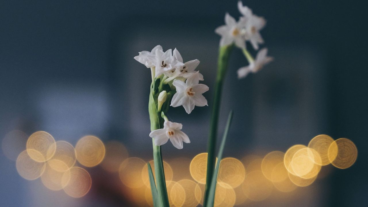 How to Water Paperwhites — Everything You Need to Know | Livingetc