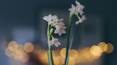 Forcing Paperwhite bulbs grow in pot for Christmas time