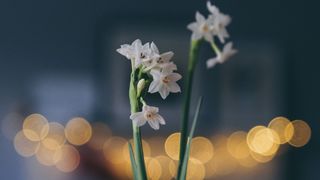 Forcing Paperwhite bulbs grow in pot for Christmas time