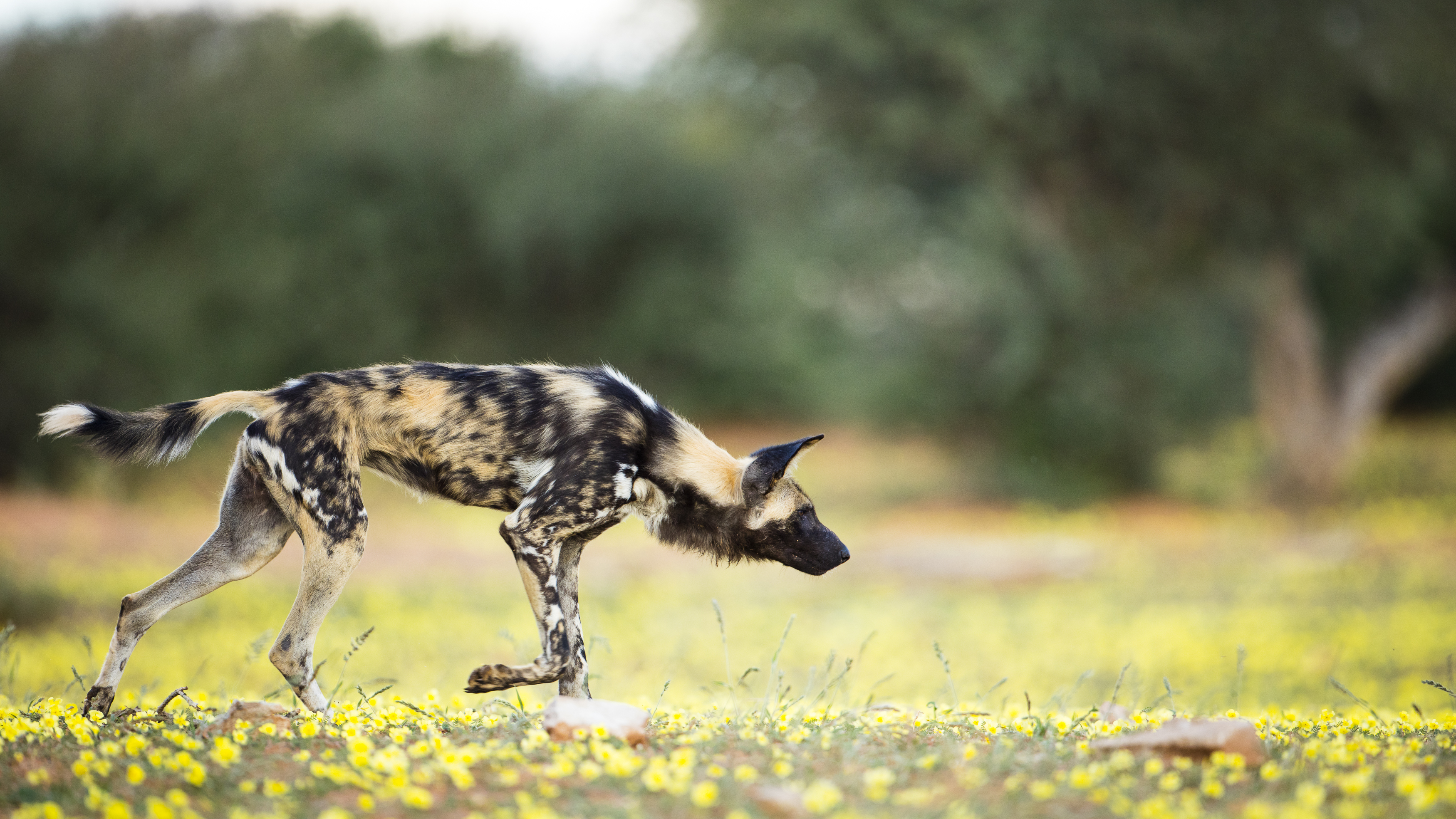 remembering african wild dogs image 5