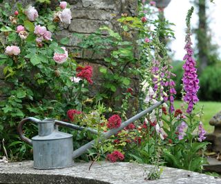 foxgloves and watering can in cottage garden