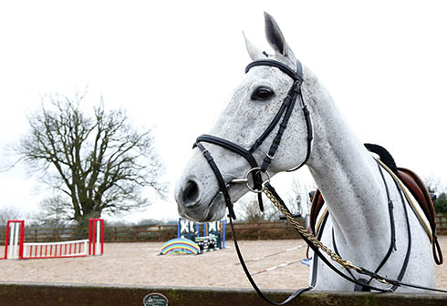 past Grand National winners Neptune-Collonges-now