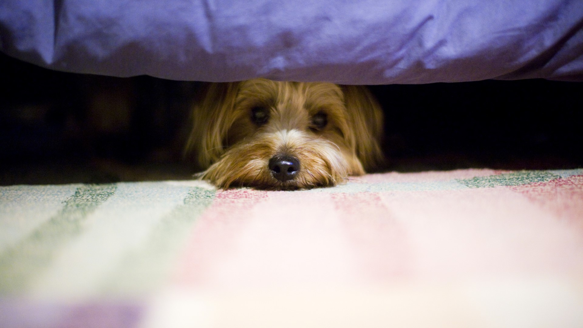 a Yorkshire terrier peeks out from under a bed