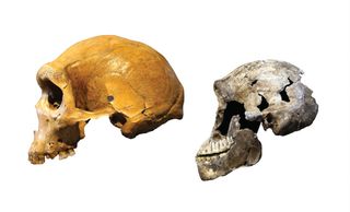 This image shows how <em>Homo naledi</em> compared to other ancient humans that lived around the same time. On the left is a Kabwe skull from Zambia, an archaic human. At right, the "Neo" skull of <em>Homo naledi</em>.