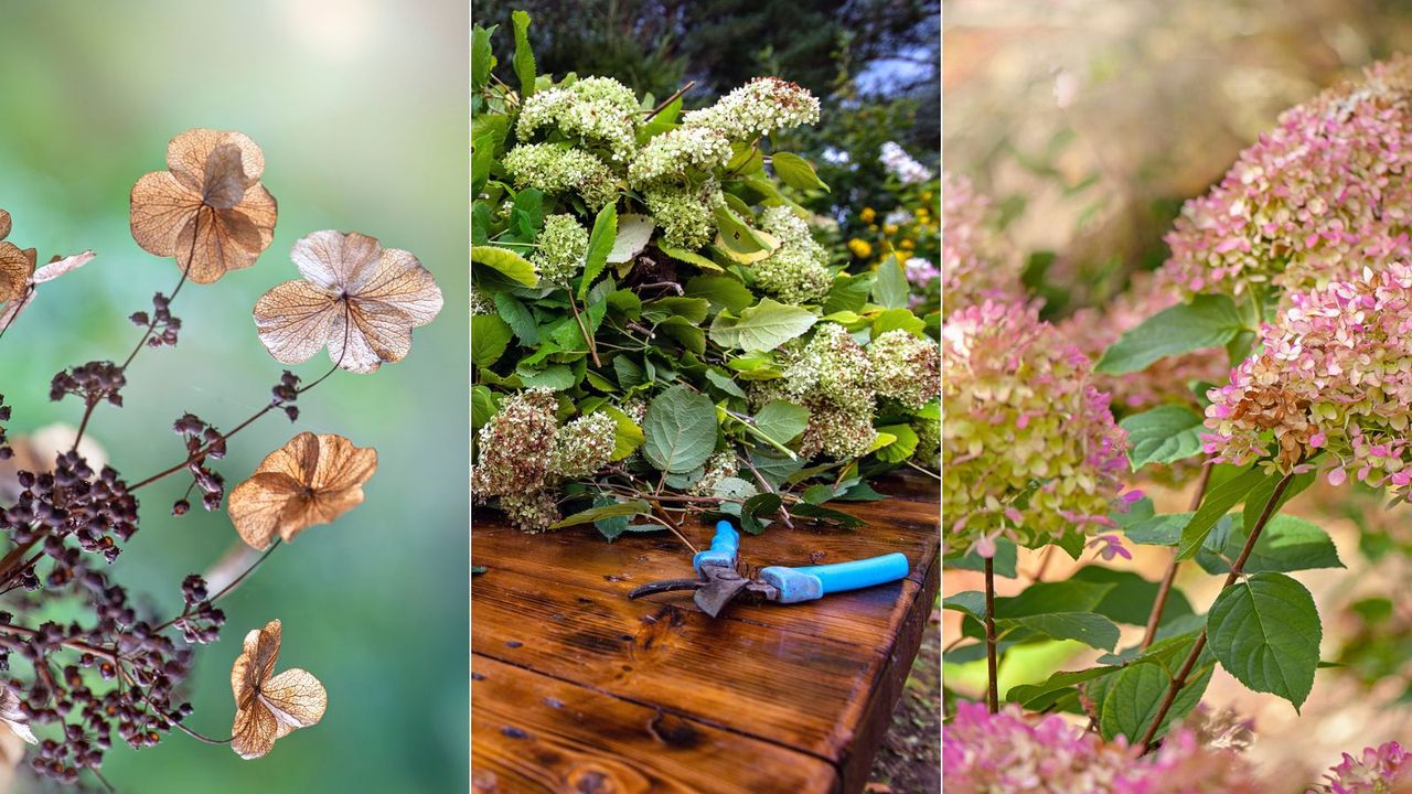 Should I cut back hydrangeas in the fall