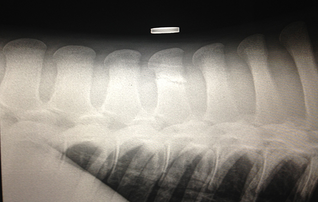 Twiglets X-ray (3)