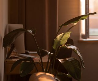 Bird of paradise plant in a room with soft evening light